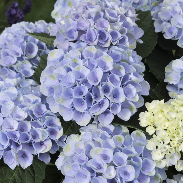 Hydrangea macrophylla 'Hokomarore'  - Magical® Elizabeth Ashley Hydrangea