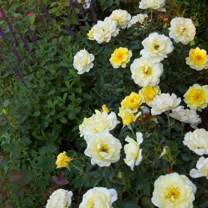 Rosa 'BAline'  - Easy Elegance® Yellow Submarine Rose