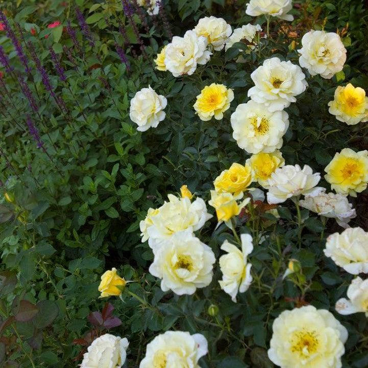 Rosa 'BAline'  - Easy Elegance® Yellow Submarine Rose
