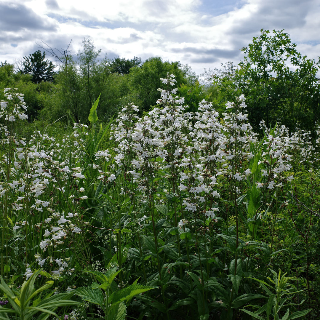 Penstemon digitalis 'Alba'  - White Beardtongue