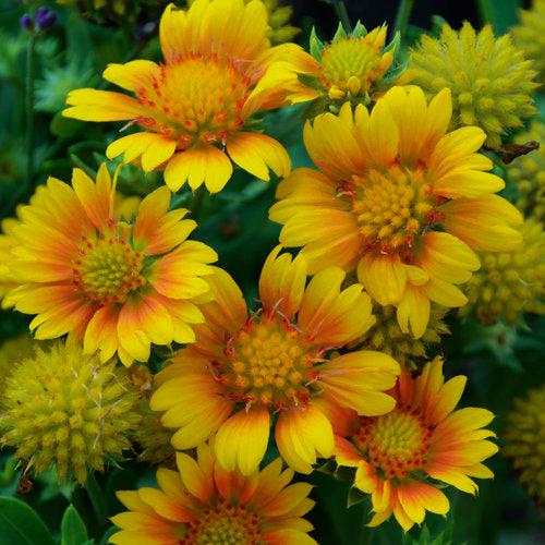 Gaillardia x aristata 'Arizona Apricot'  - Arizona Apricot Blanket Flower