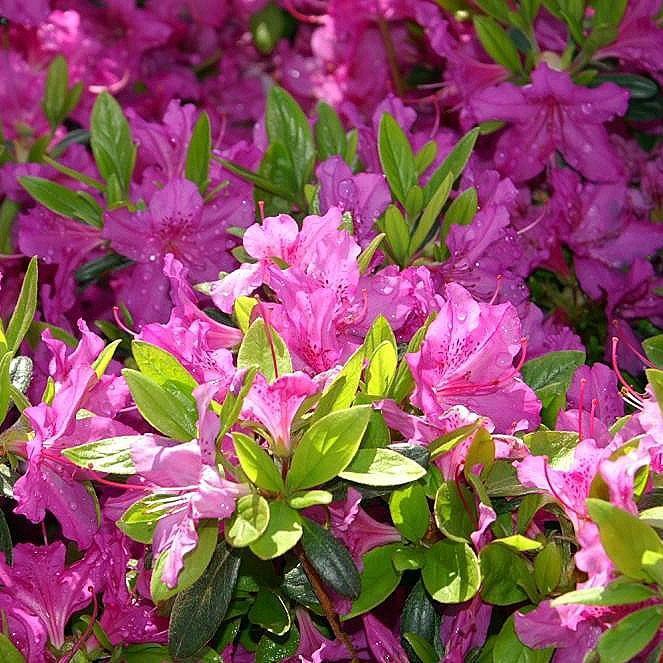 Rhododendron 'Karen'  - Karen Azalea