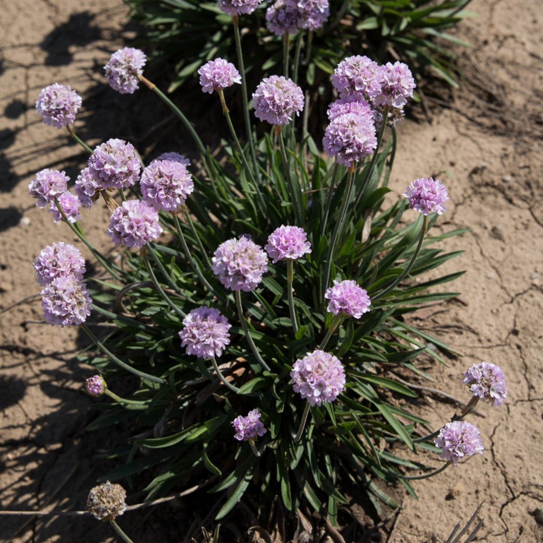 Armeria pseudarmeria 'Sweet Dreams'  - Dreameria® Sweet Dreams Thrift