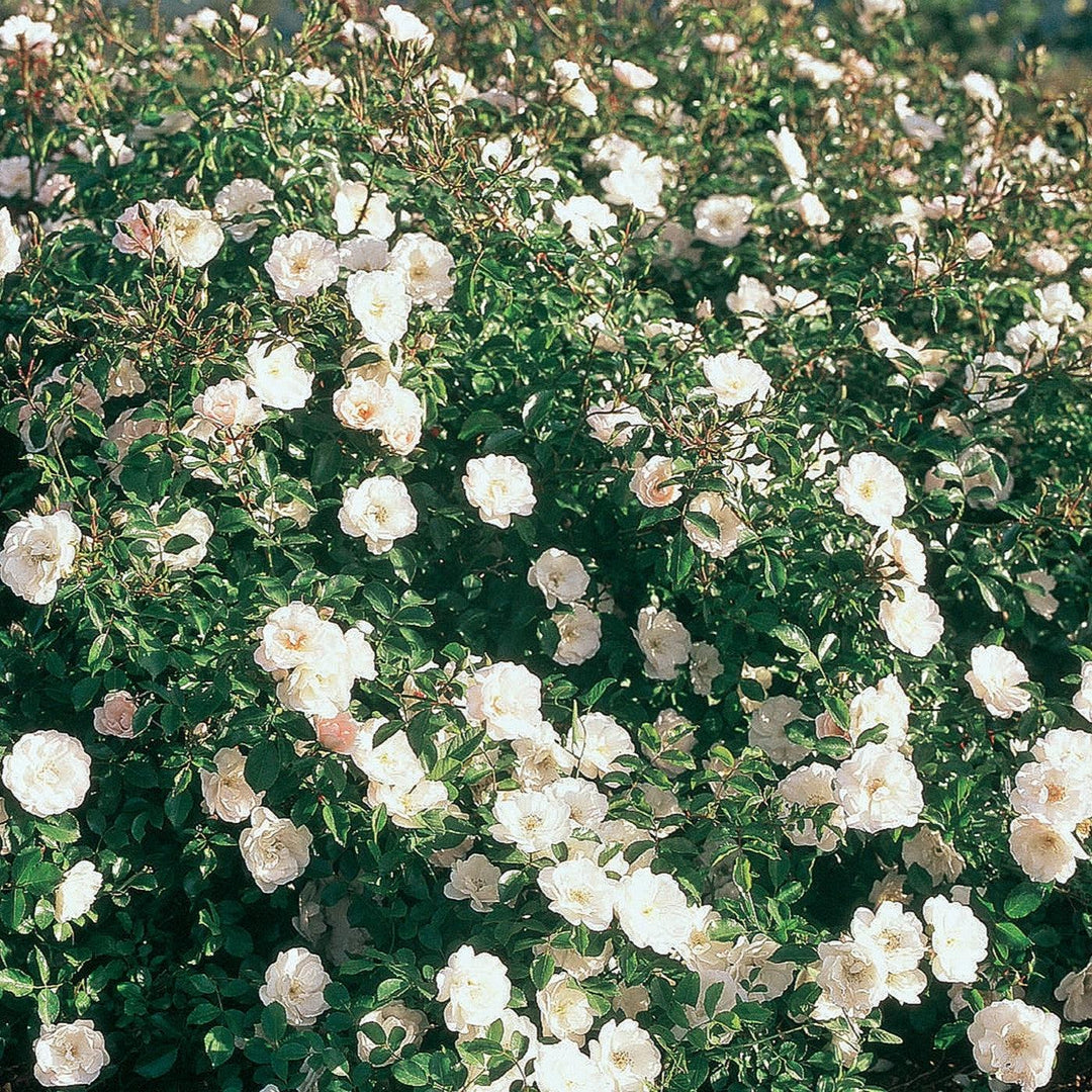 Rosa 'White Dawn'  - White Dawn Rose