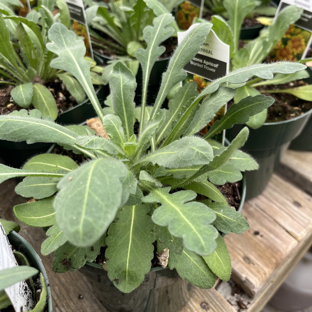 Gaillardia x aristata 'Arizona Apricot'  - Arizona Apricot Blanket Flower