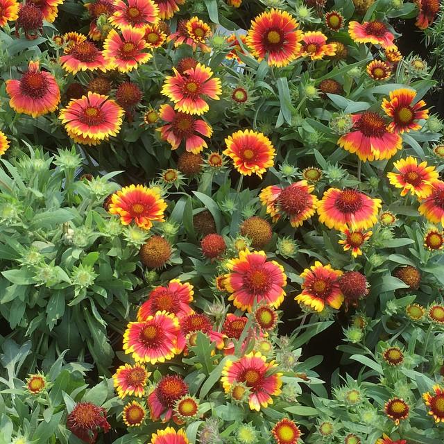 Gaillardia x aristata 'Arizona Sun'  - Arizona Sun Blanket Flower