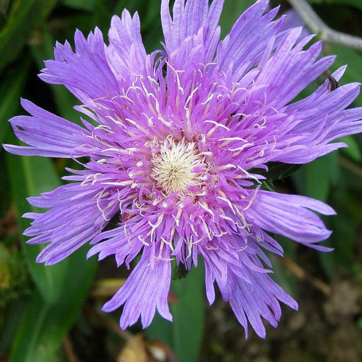 Stokesia laevis 'Honeysong Purple'  - Honeysong Purple Stoke's Aster