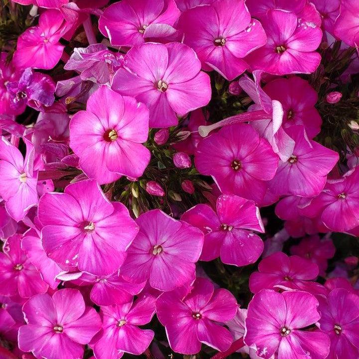 Phlox paniculata 'Volcano Pink'  - Volcano® Pink Phlox