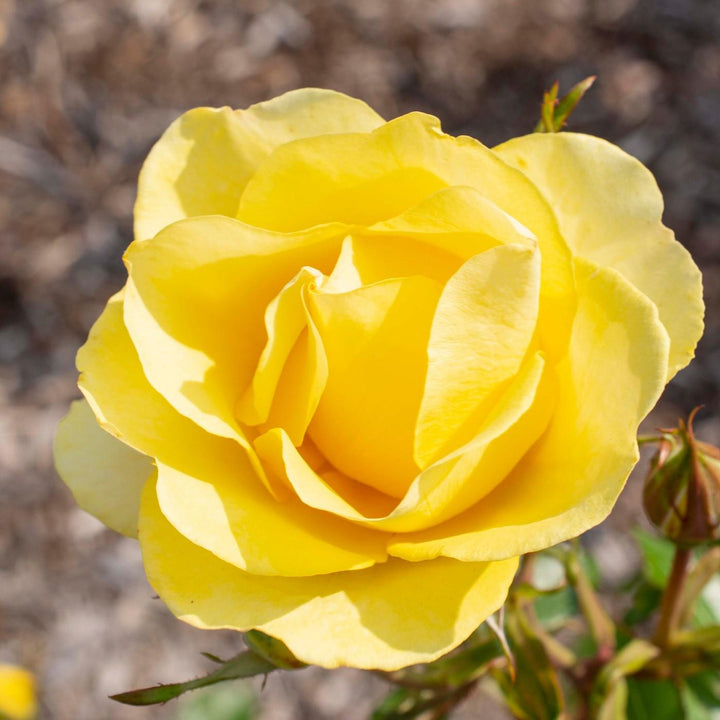 Rosa 'Meianycid' PP 27,894  - Bloomables® Gilded Sun™ Rose