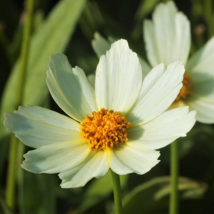 Coreopsis x 'Polaris'  - Big Bang™ Polaris Tickseed
