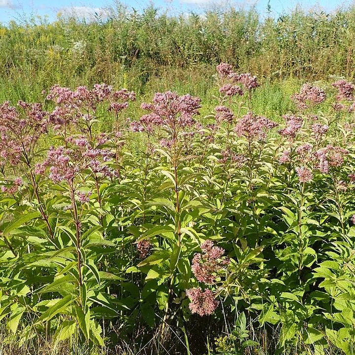 Eupatorium maculatum  - Spotted Joe Pye Weed