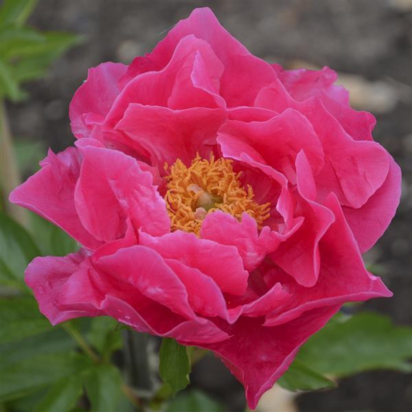 Paeonia lactiflora 'Paula Fay'  - Paula Fay Peony