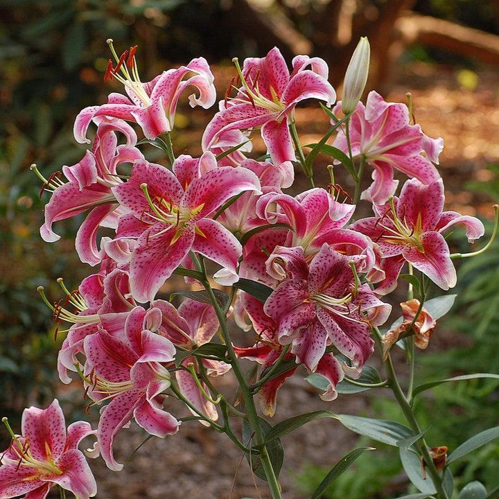 Lilium 'Stargazer'  - Stargazer Oriental Lily