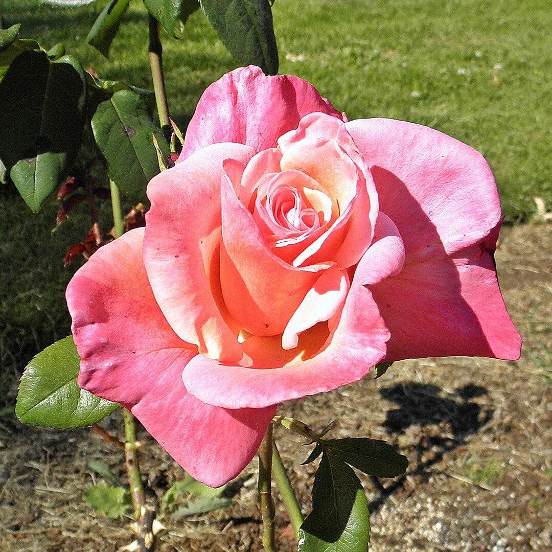 Rosa 'First Prize'  - First Prize Rose