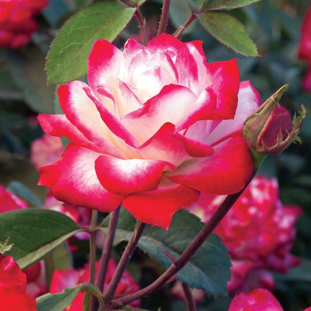 Rosa 'Meiriansois' PP 28,661  - Bloomables® Candy Cane Cocktail™ Rose