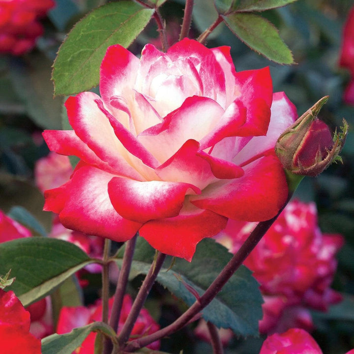 Rosa 'Meiriansois' PP 28,661  - Bloomables® Candy Cane Cocktail™ Rose
