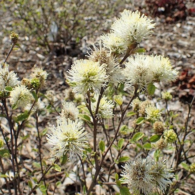 Fothergilla gardenii 'Blue Mist'  - Blue Mist Fothergilla