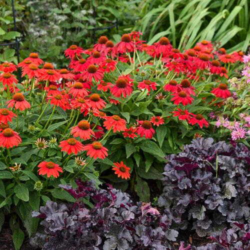 Echinacea 'Firefinch'   - PW® Summersong™ Firefinch™ Coneflower