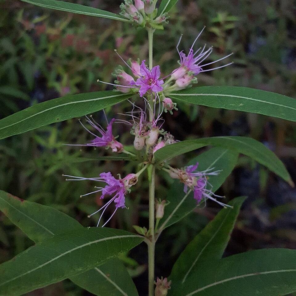 Decodon verticillatus  - Swamp Loosestrife