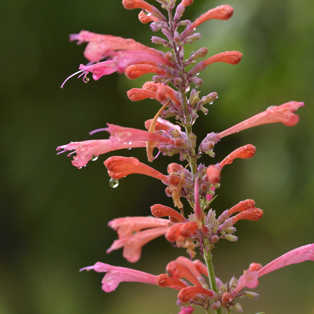 Agastache ‘Kudos Coral’  - Kudos™ Coral Hummingbird Mint, Hyssop