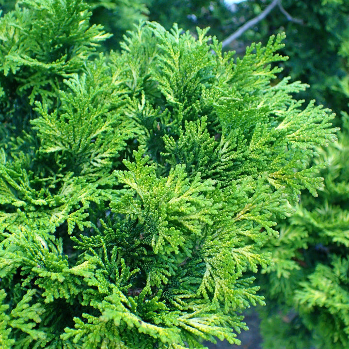 Chamaecyparis obtusa 'Verdonii'  - Verdonii Hinoki Cypress