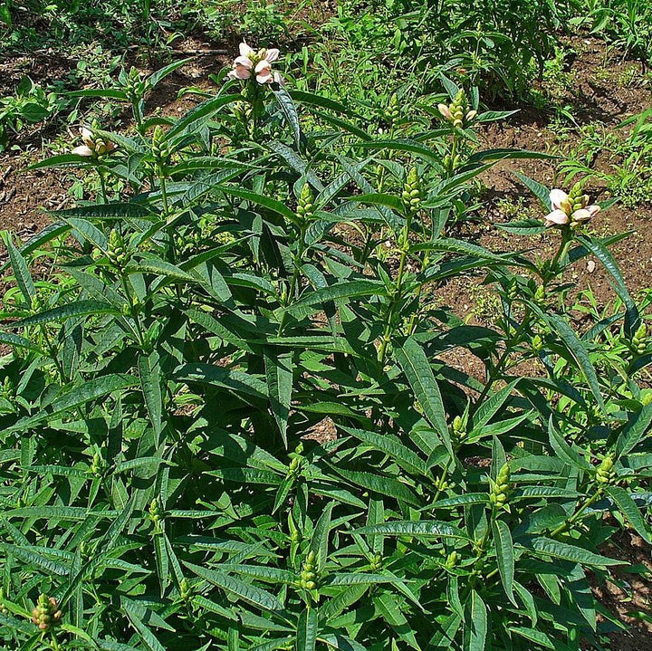 Chelone glabra  - White Turtlehead
