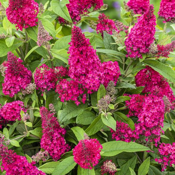 Buddleia davidii ‘BotEx 006’ PP34500  - Butterfly Candy™ Li'l Raspberry™ Butterfly Bush