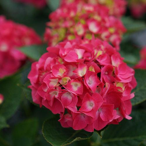 Hydrangea macrophylla 'SMNHML'  - Wee Bit Giddy® Hydrangea