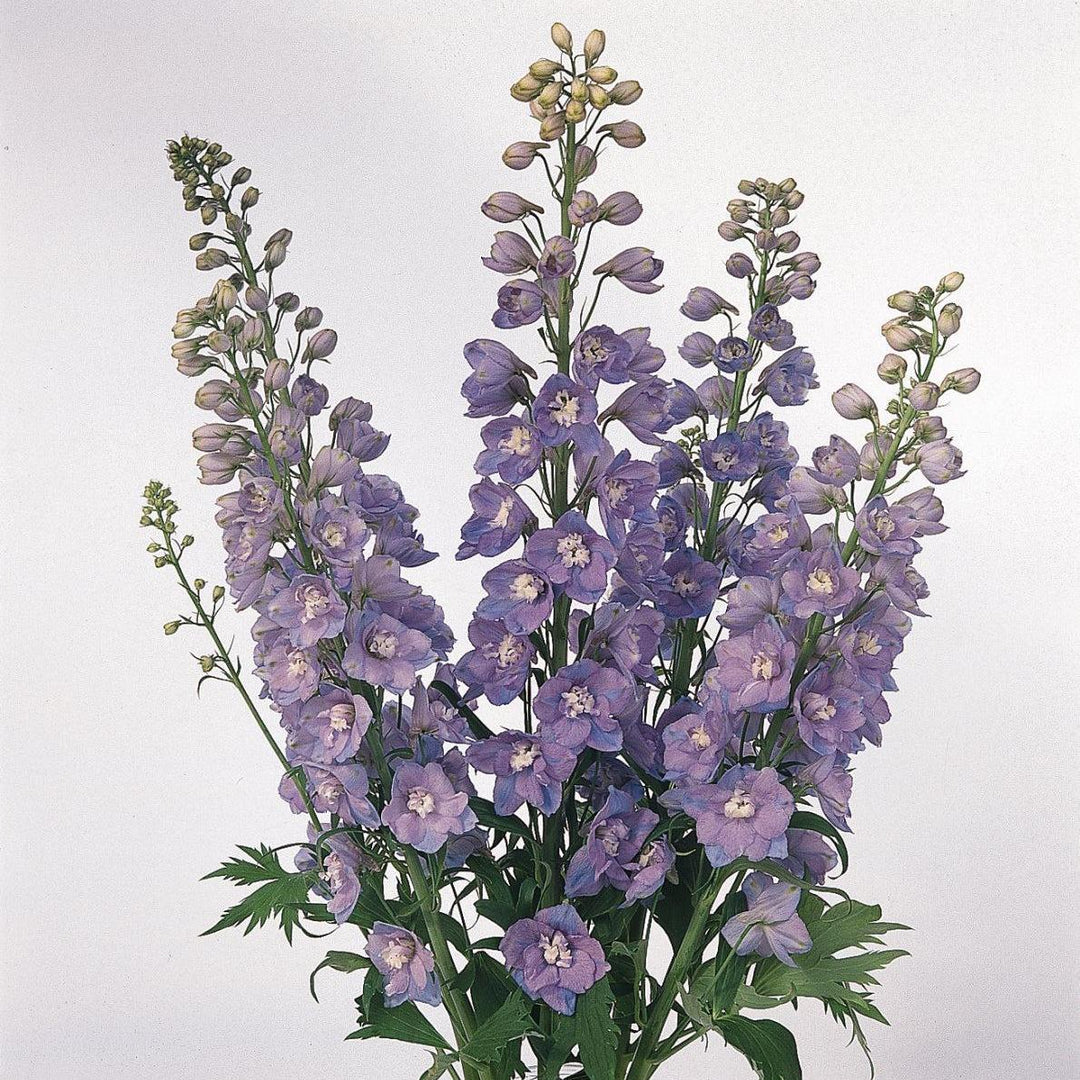 Delphinium elatum 'Guardian Lavender'  - Guardian Lavender Delphinium