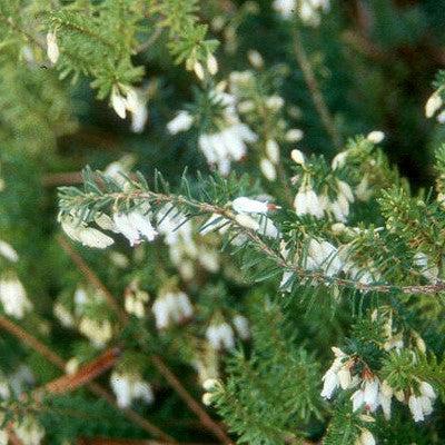 Heather, White