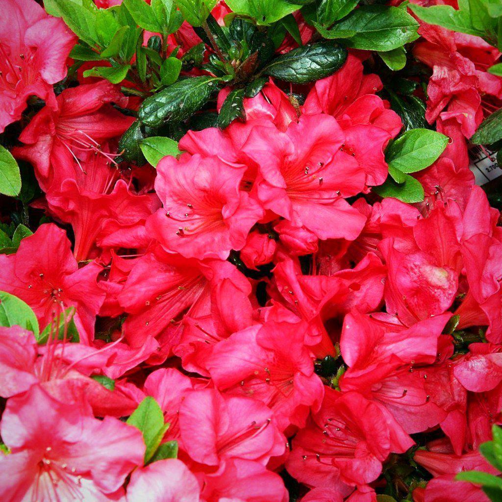 Azalea kaempferi 'Johanna'  - Johanna Azalea