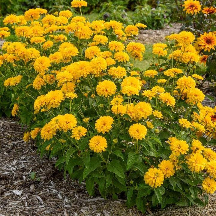 Heliopsis helianthoides 'Rays for Days'  - Rays for Days False Sunflower