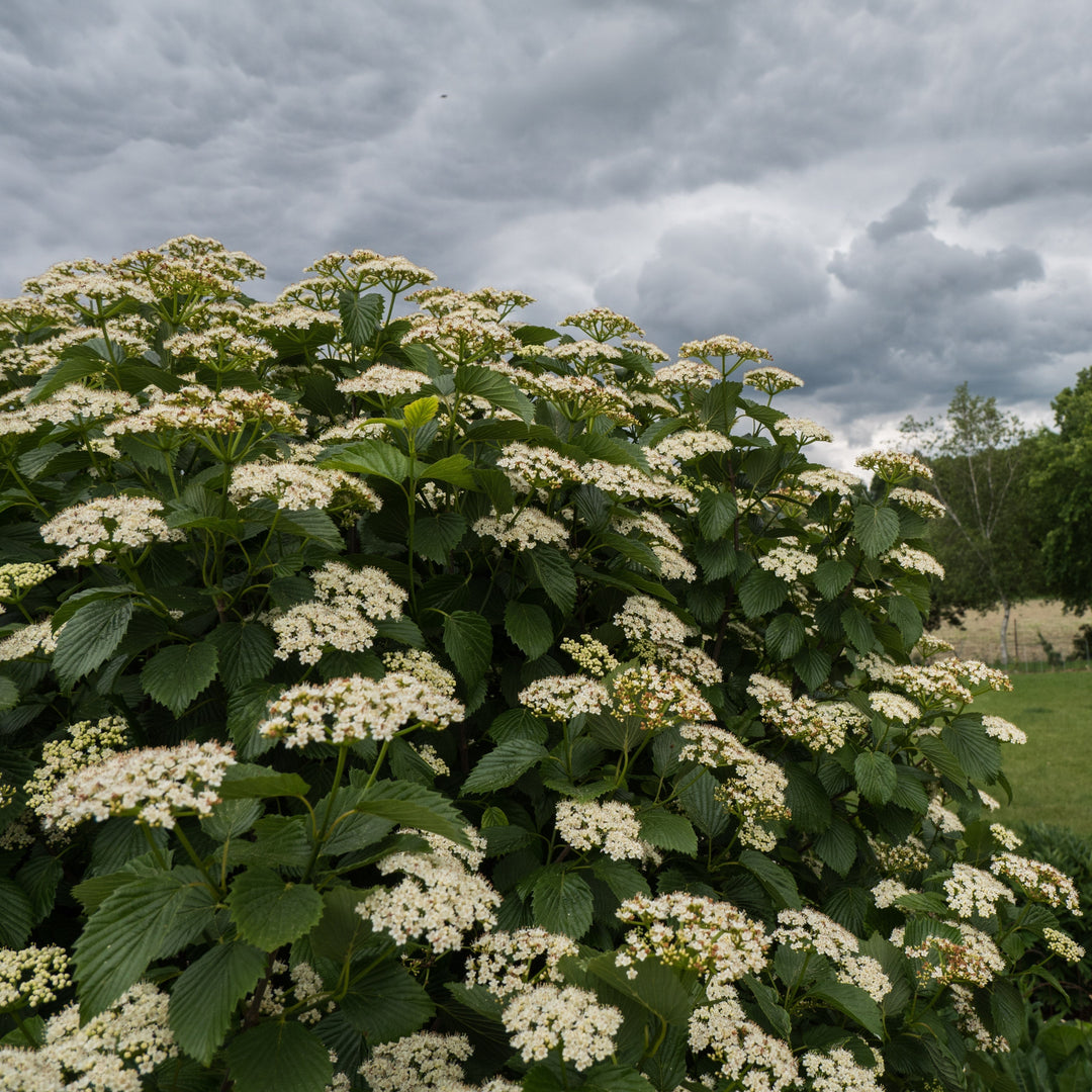 Viburnum dentatum 'Ralph Senior'  - Autumn Jazz® Viburnum