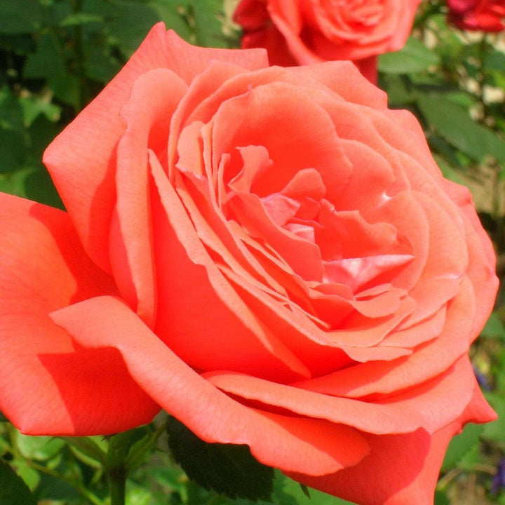 Rosa 'TANorstar'  - Tropicana Rose