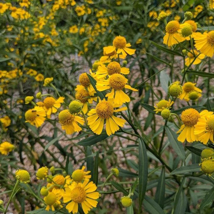 Helenium autumnale  - Common Sneezeweed