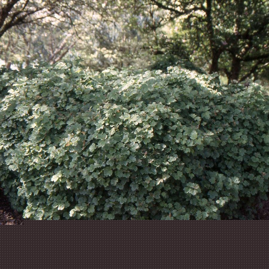 Viburnum opulus 'Nanum'  - Nanum European Cranberrybush