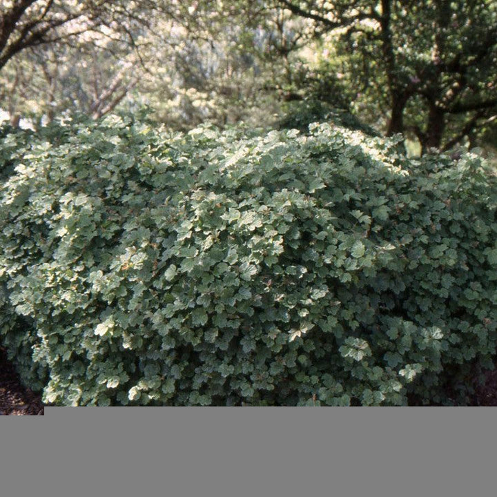 Viburnum opulus 'Nanum'  - Nanum European Cranberrybush