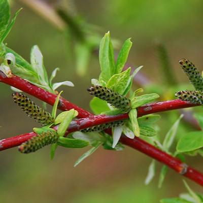 Salix integra 'Hakuro Nishiki'  - Dappled Willow