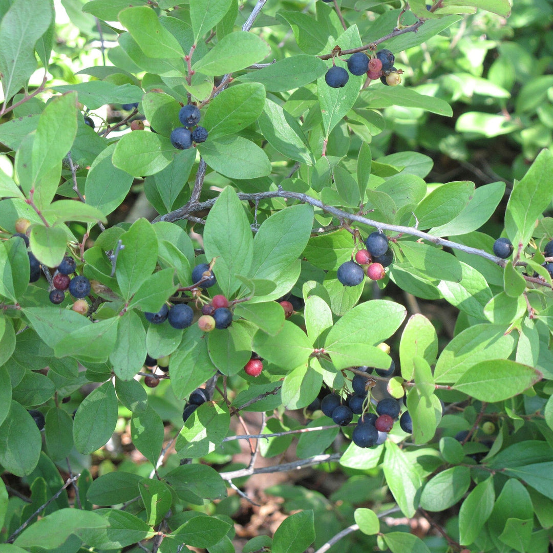 Gaylussacia baccata  - Black Huckleberry