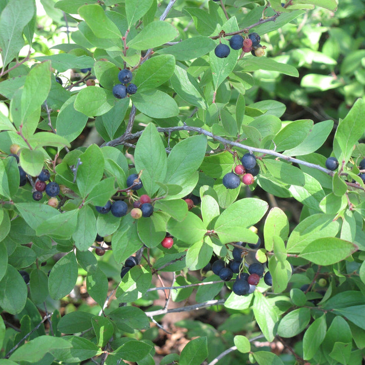 Gaylussacia baccata  - Black Huckleberry