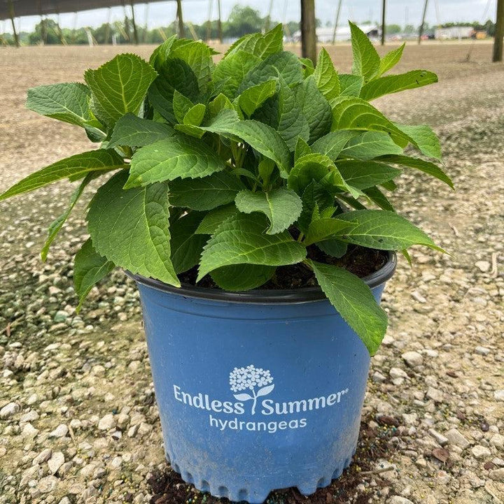 Hydrangea macrophylla 'Bailmer’  - Endless Summer® The Original Hydrangea