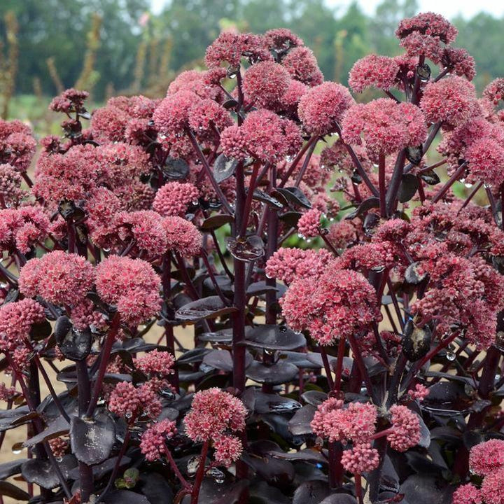 Sedum 'Night Embers'  - Night Embers Stonecrop