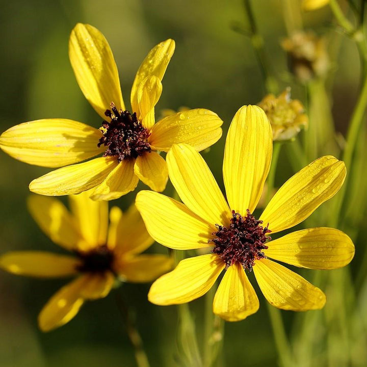 Coreopsis tripteris 'Gold Standard'  - Gold Standard Tall Tickseed
