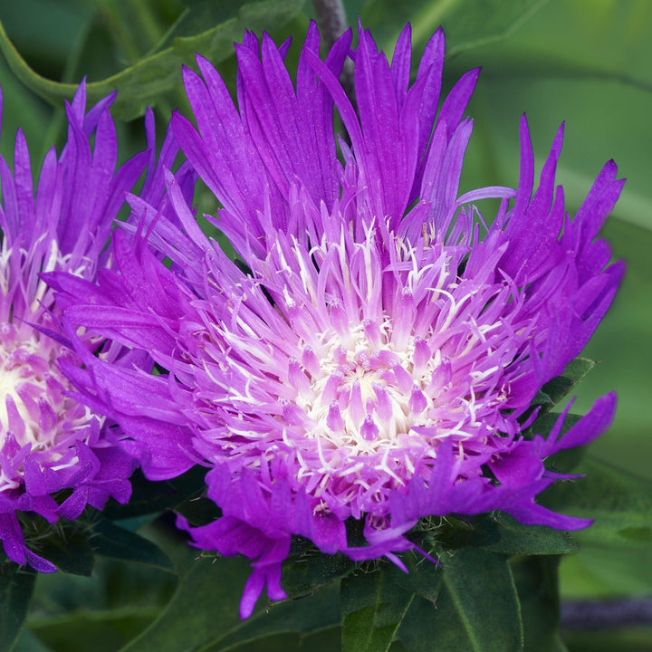 Stokesia laevis 'Honeysong Purple'  - Honeysong Purple Stoke's Aster