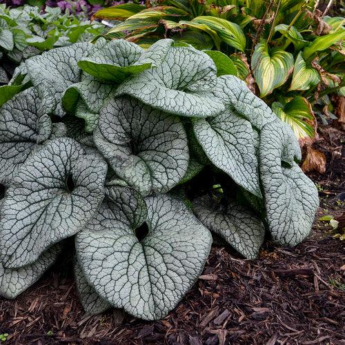 Queen of Hearts Heartleaf Brunnera