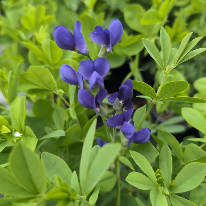 Baptisia australis  - Blue False Indigo