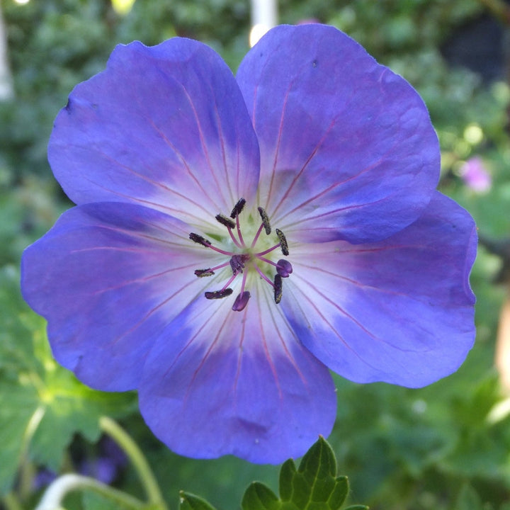 Geranium 'Azure Rush'  - Azure Rush Cranesbill