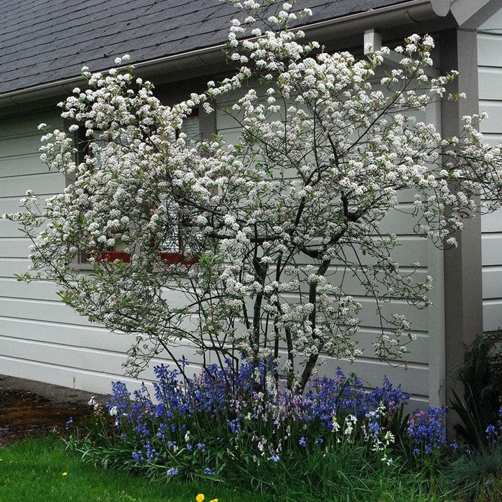 Aronia arbutifolia 'Brilliantissima'  - Brilliant Red Chokeberry