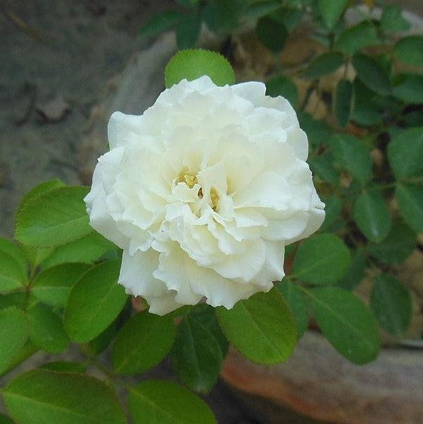 Rosa x 'BOZFRA121'  - Reminiscent™ Crema Rose