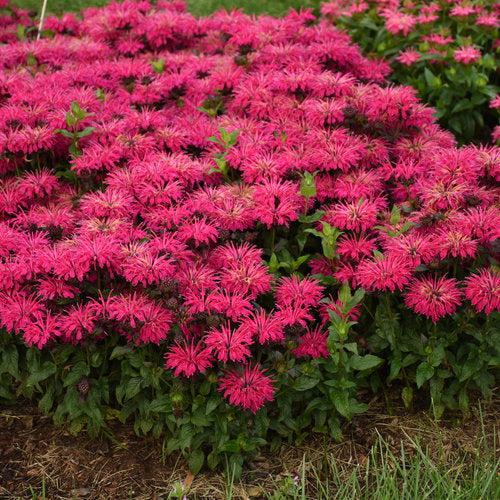 Monarda 'Leading Lady Razzberry' PP34130  - PW® Leading Lady Razzberry Bee Balm